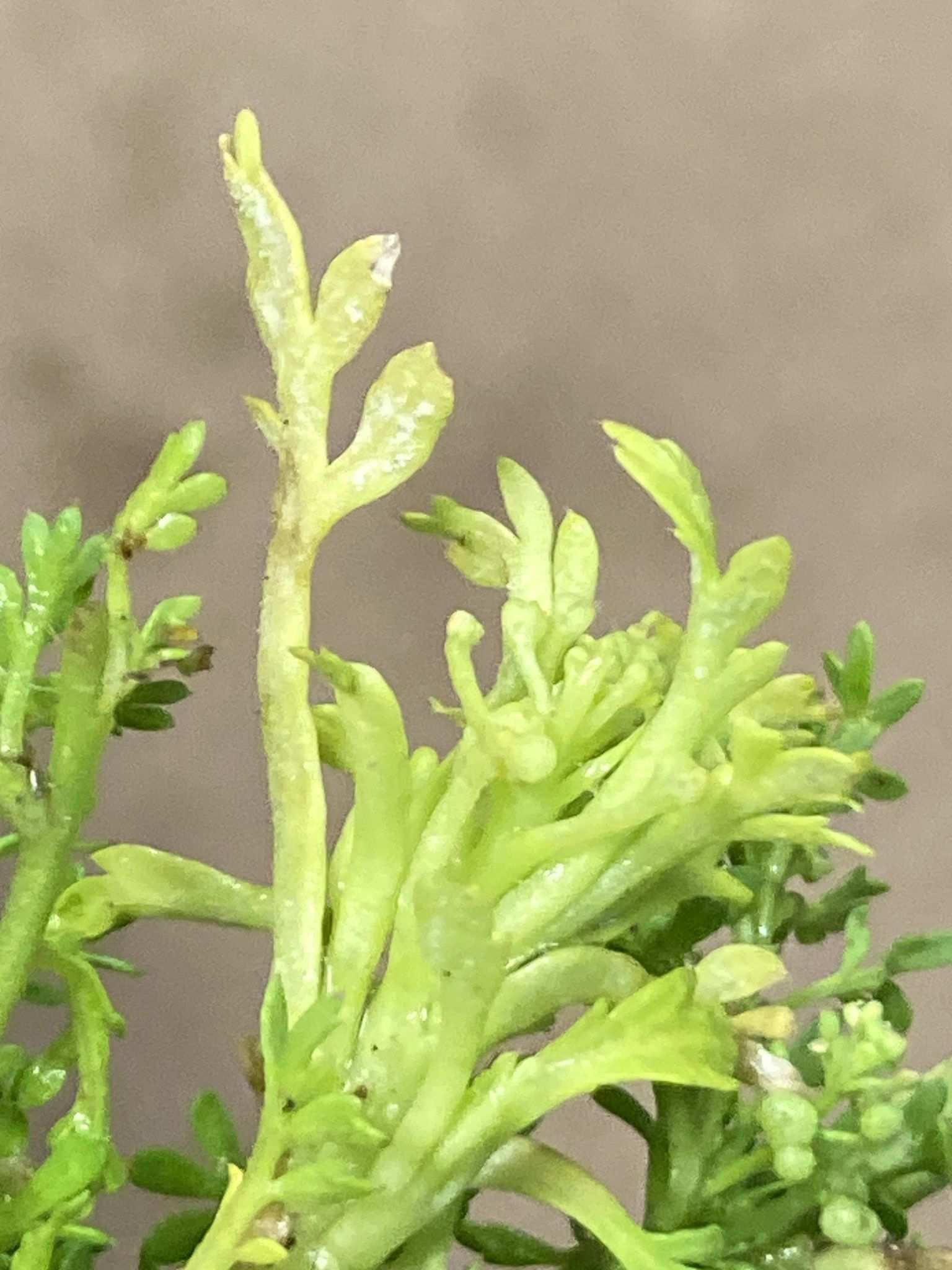 Perofascia lepidii