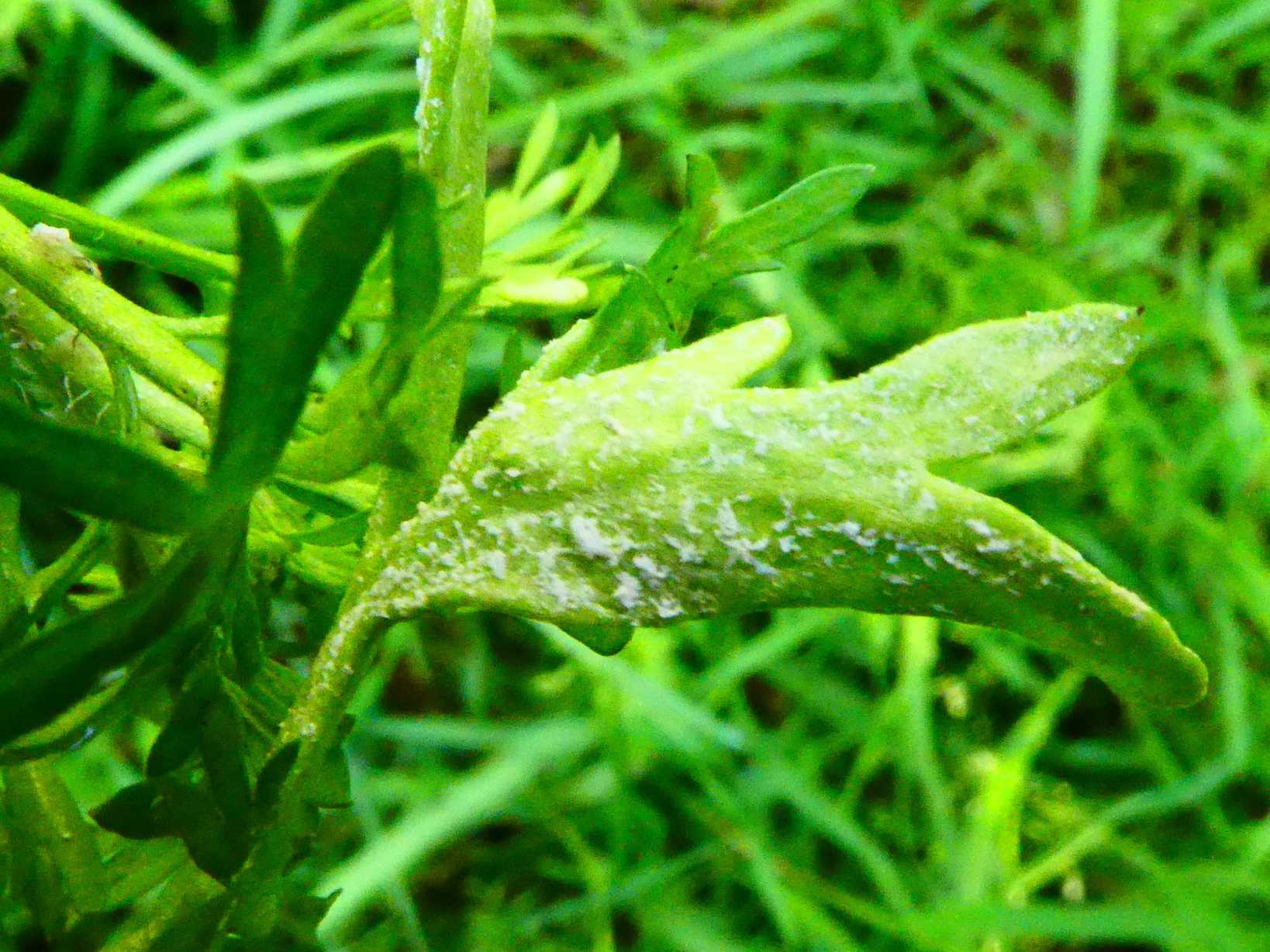 Perofascia lepidii