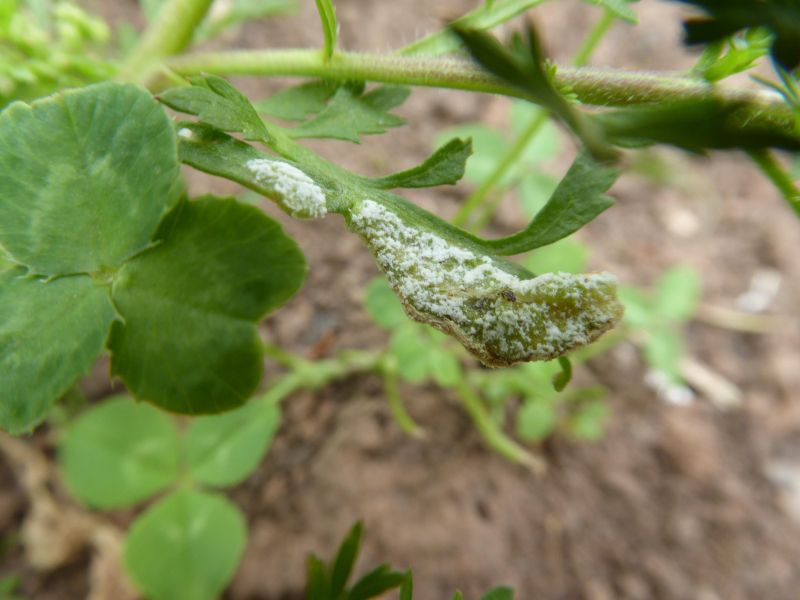Perofascia lepidii