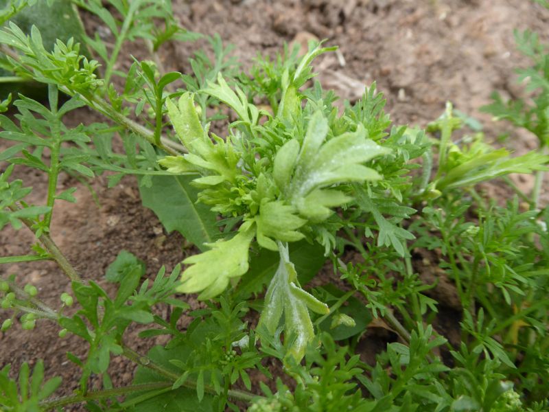 Perofascia lepidii