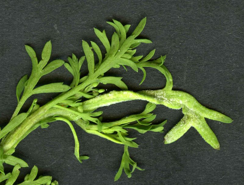 Perofascia lepidii