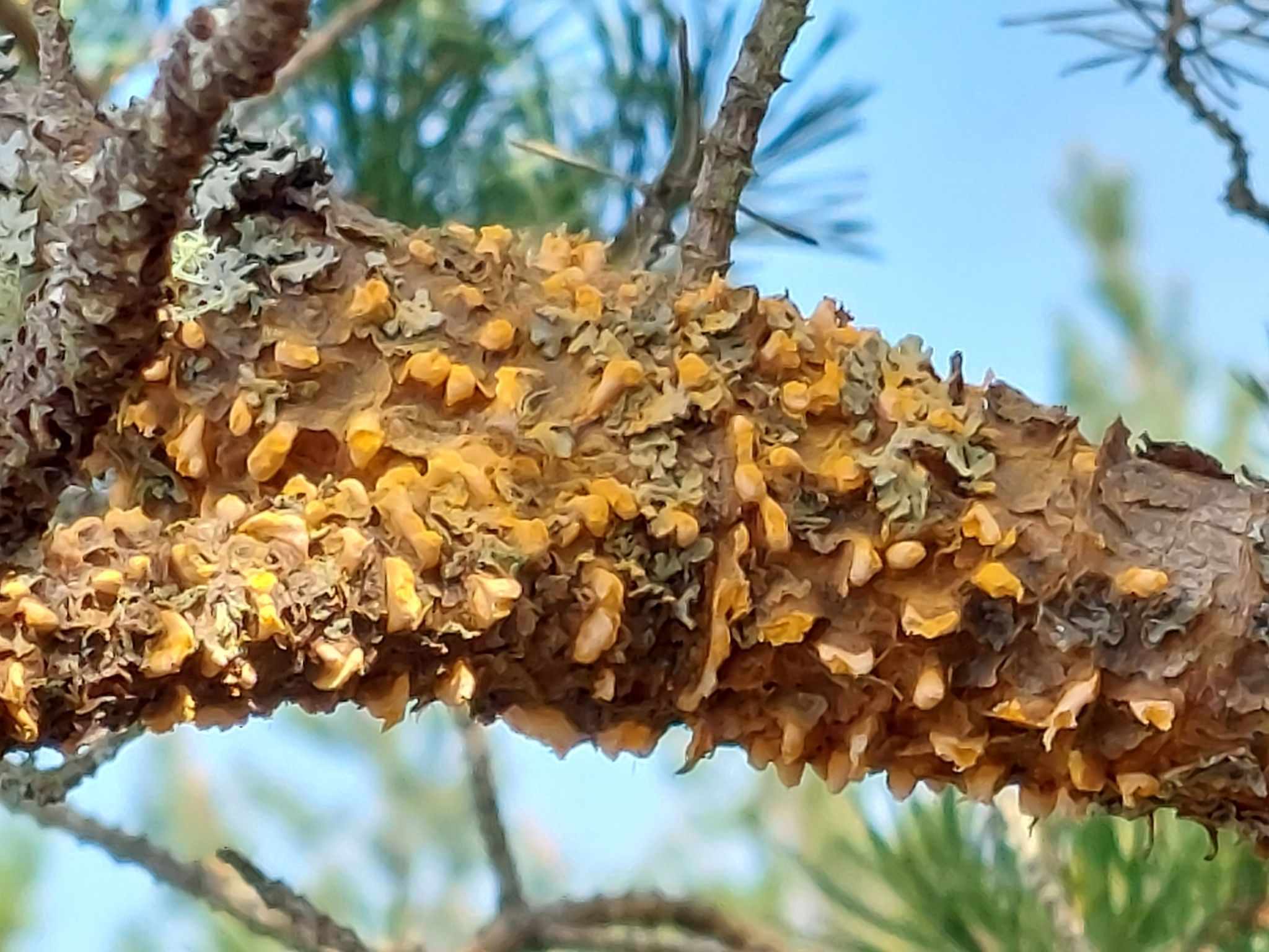 Cronartium pini
