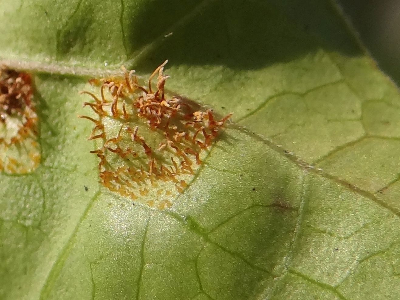 Cronartium pini