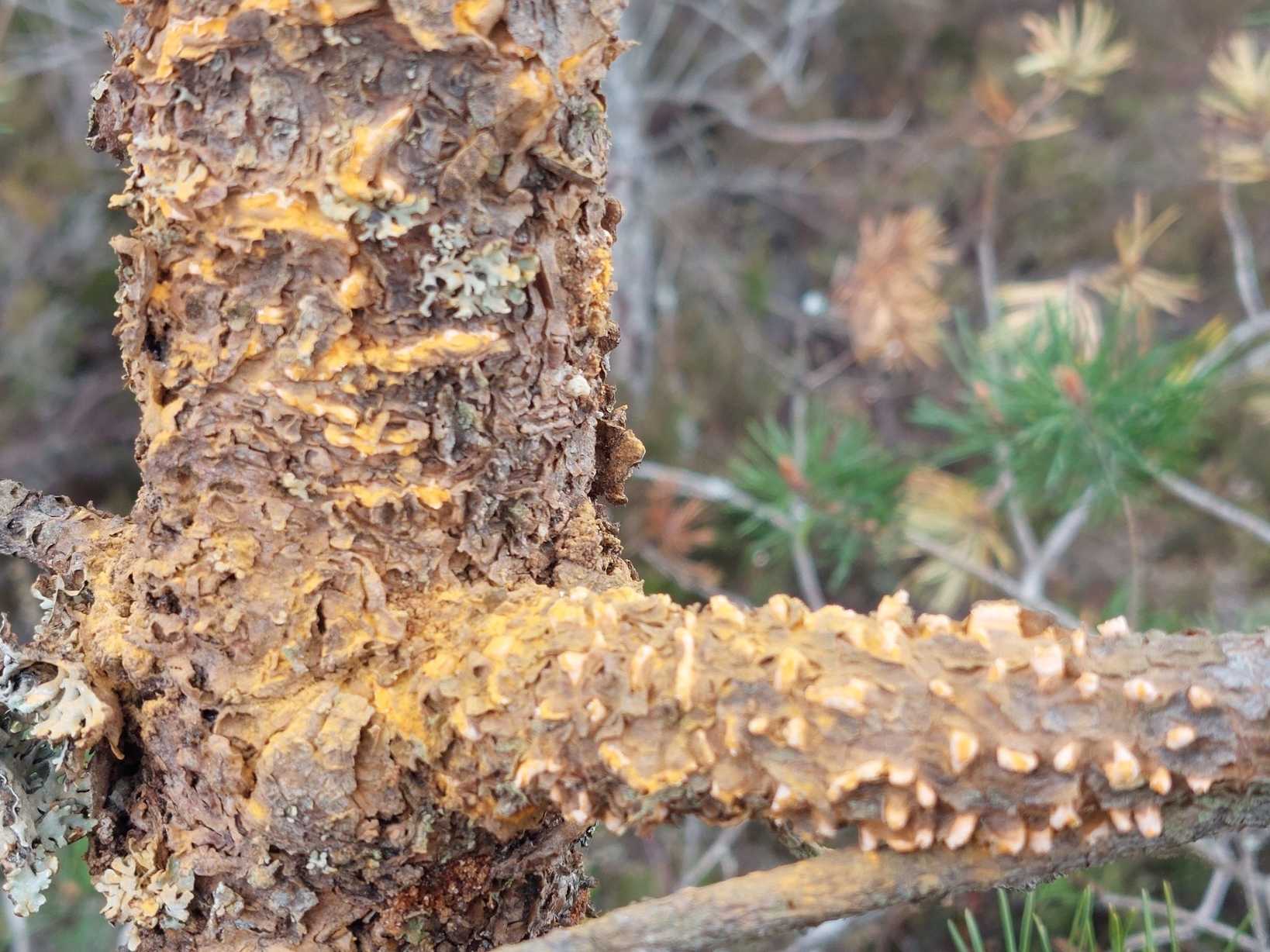 Cronartium pini