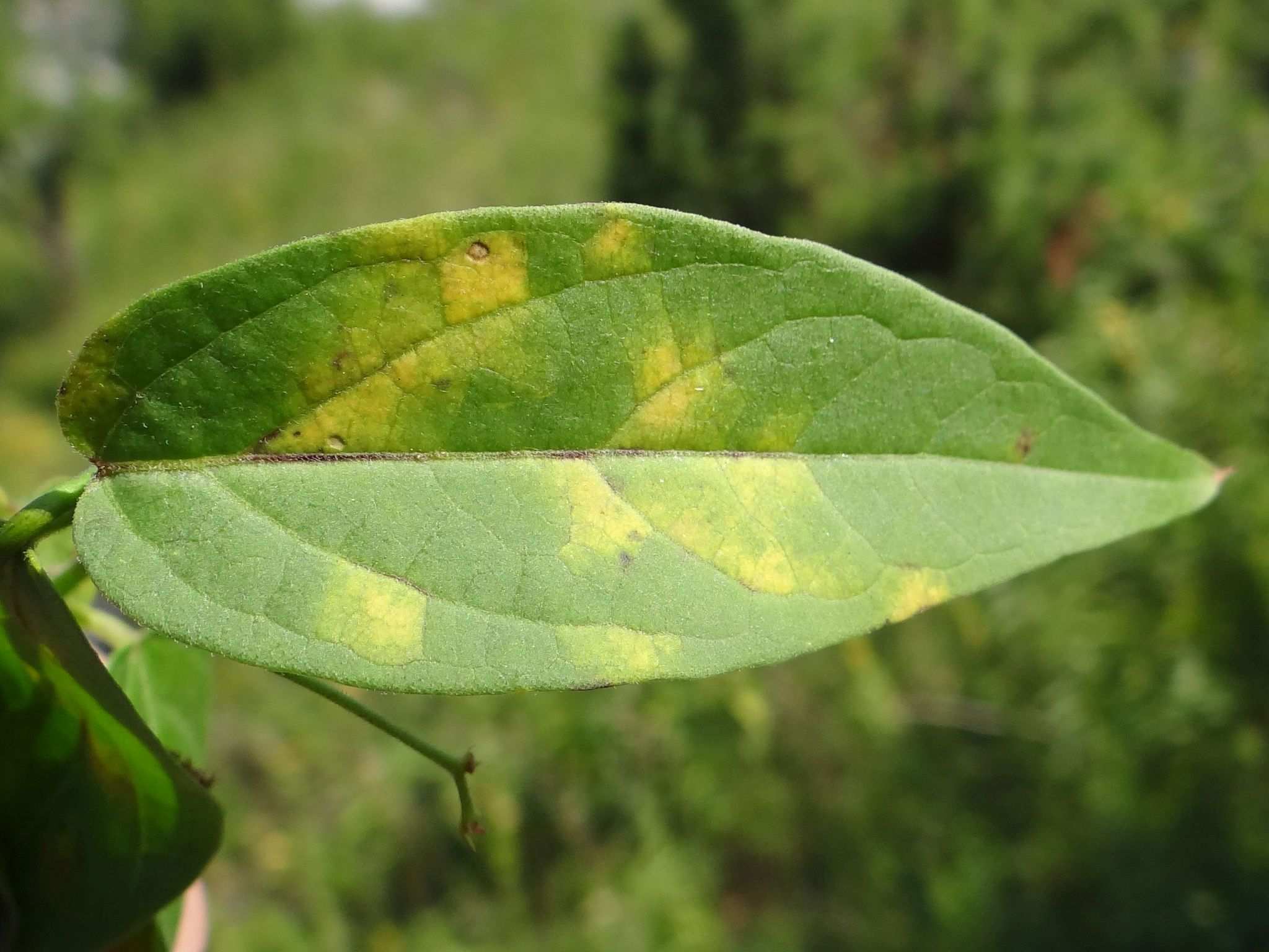Cronartium pini