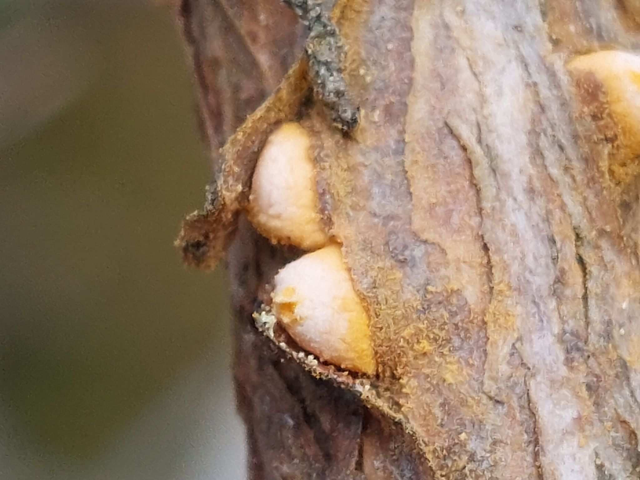 Cronartium pini