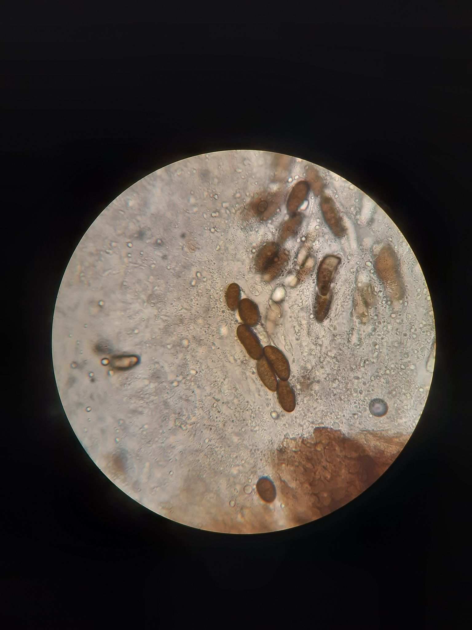 Stilbospora