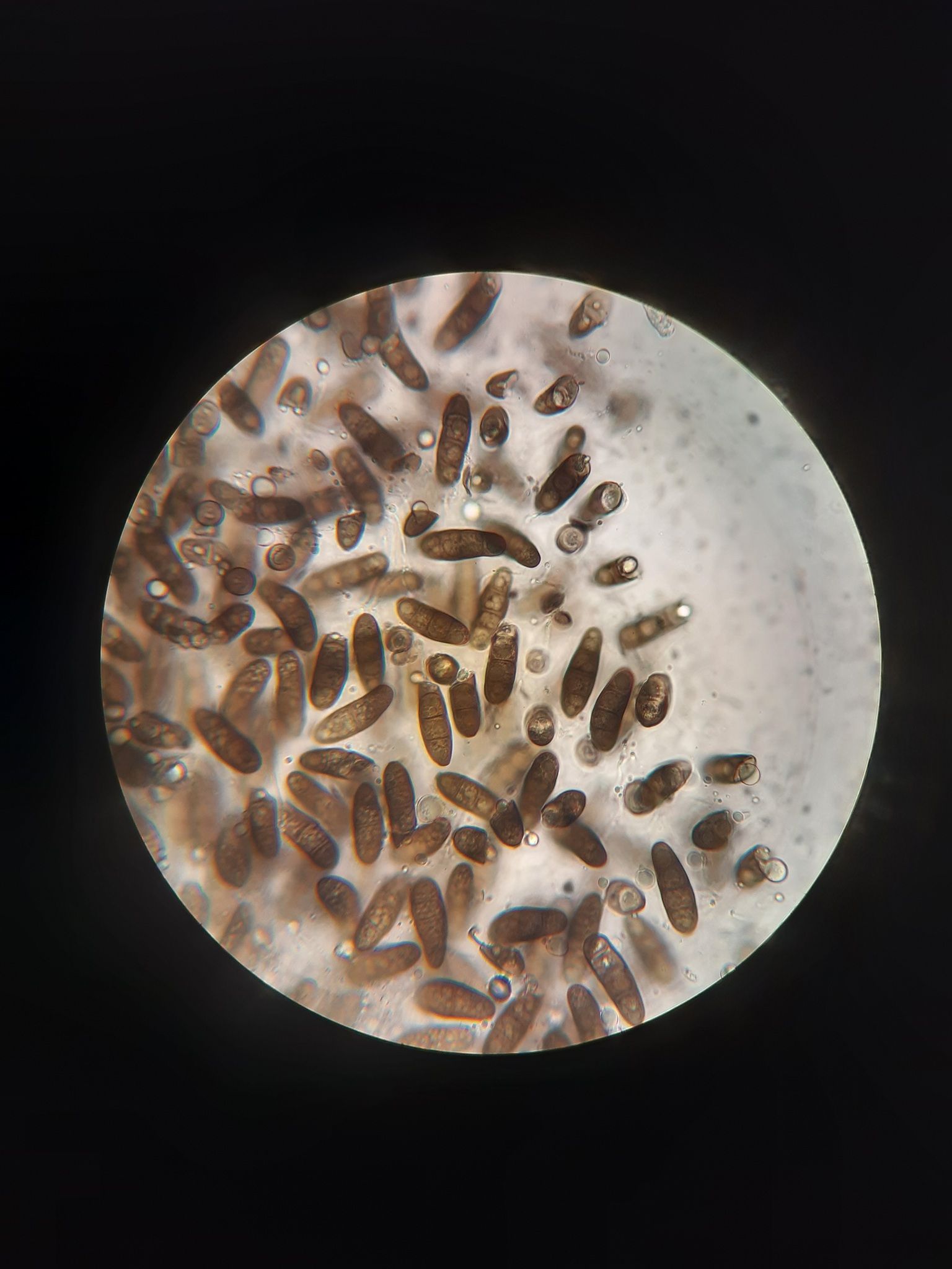Stilbospora