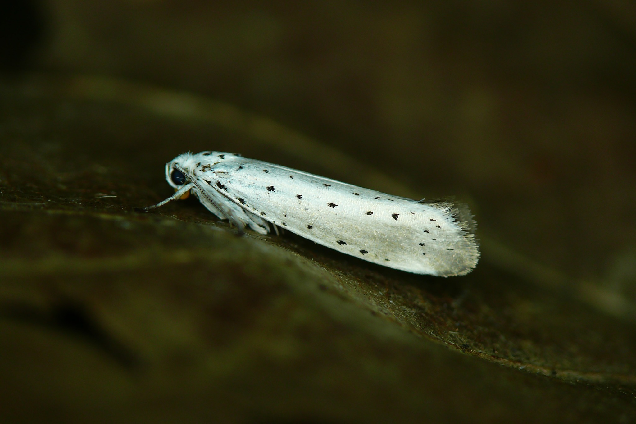 Yponomeuta padella