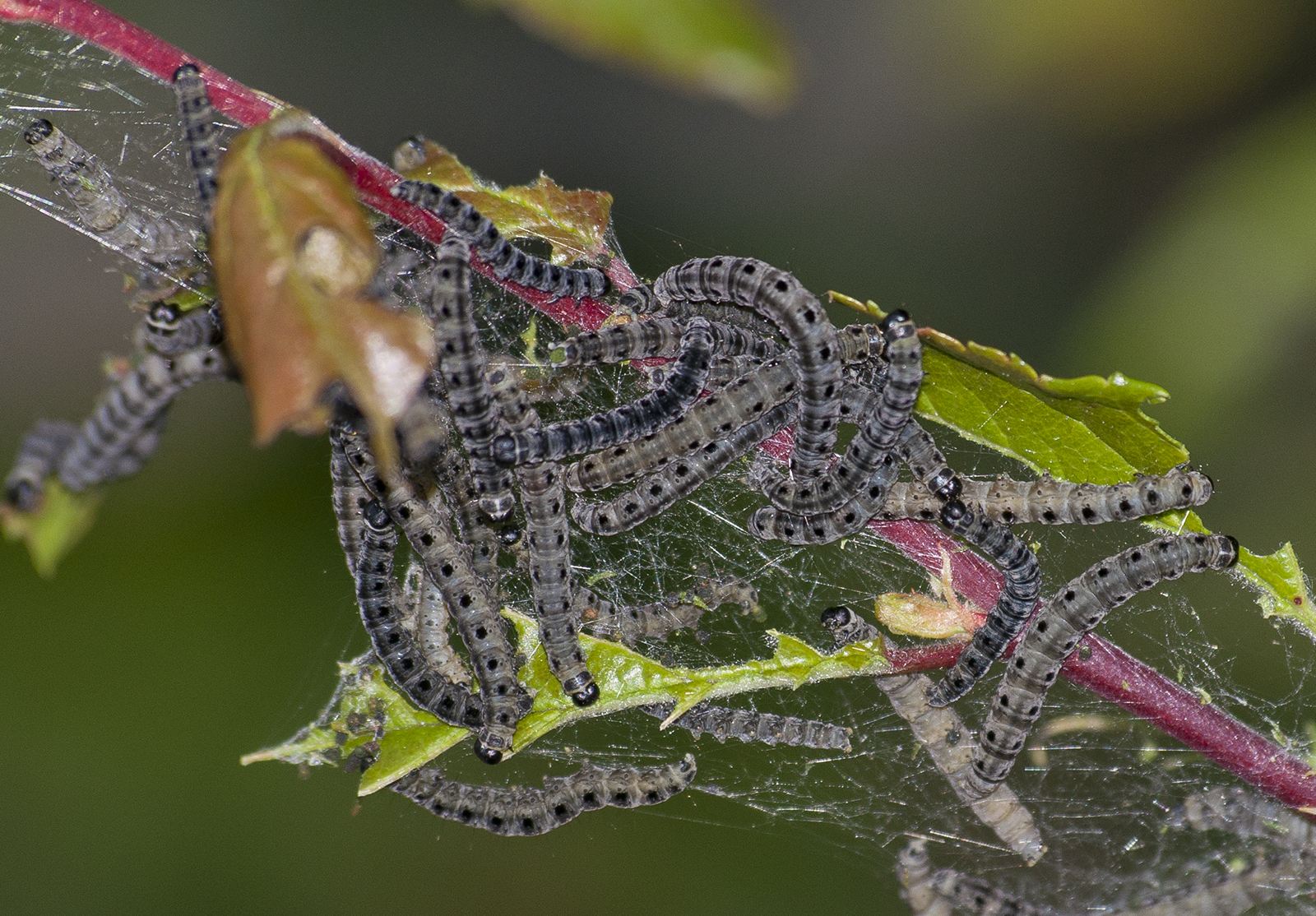 Yponomeuta padella