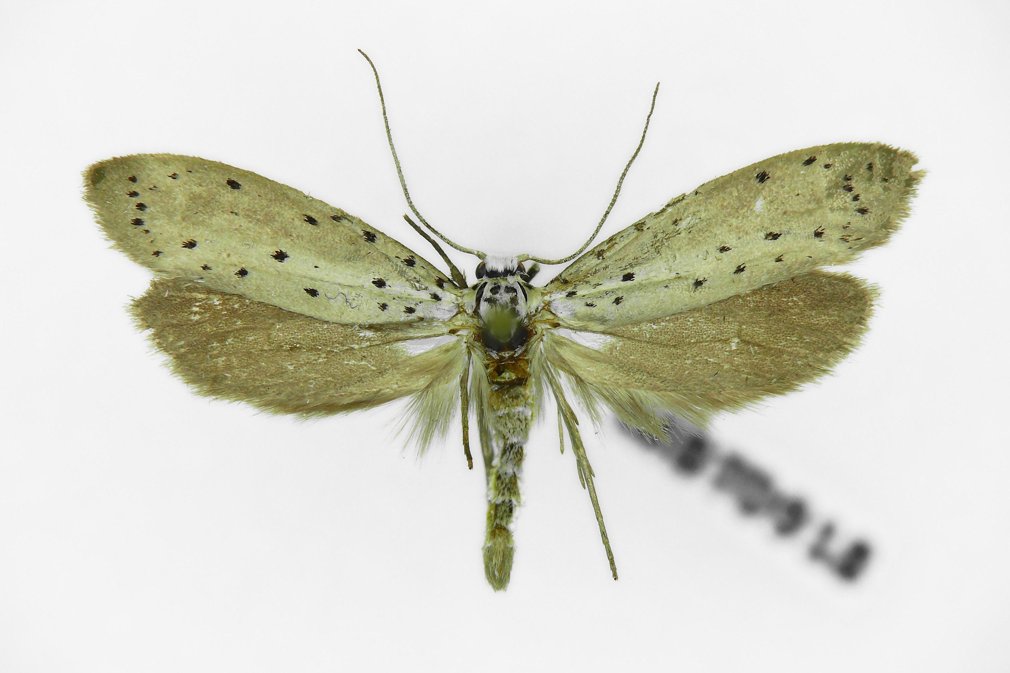 Yponomeuta padella