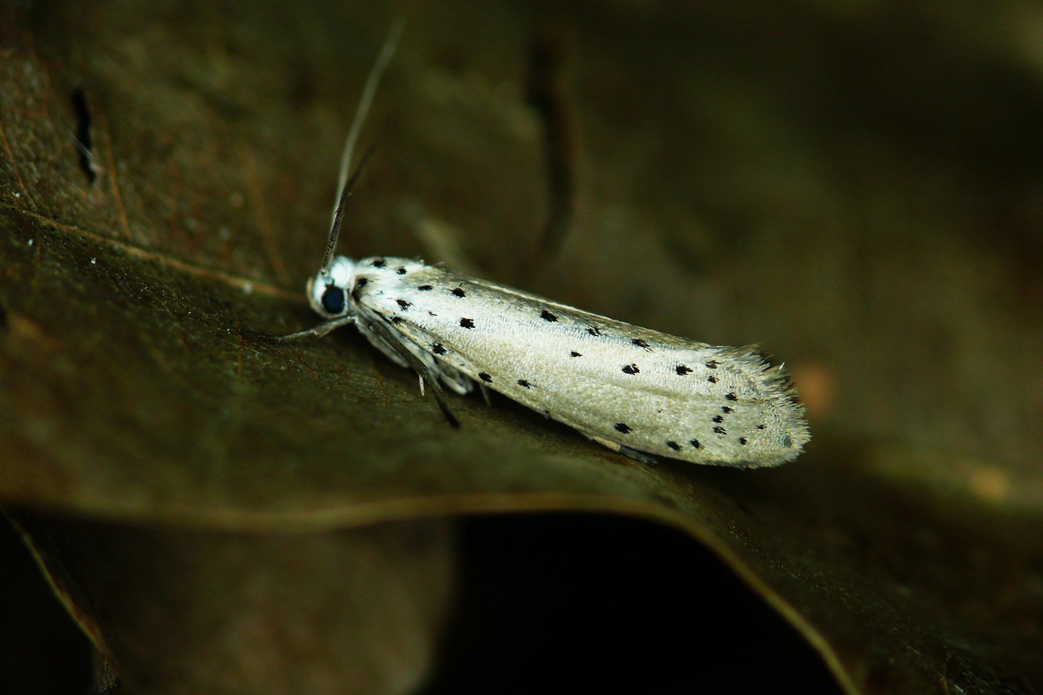 Yponomeuta padella