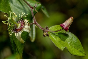 Passiflora suberosa