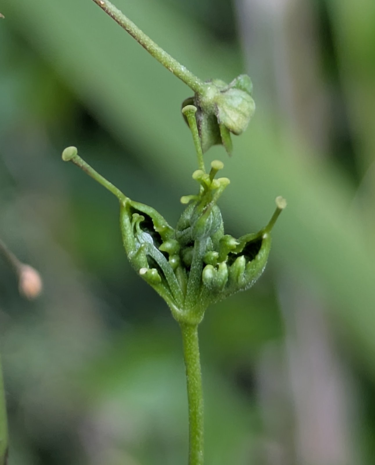 Passiflora suberosa