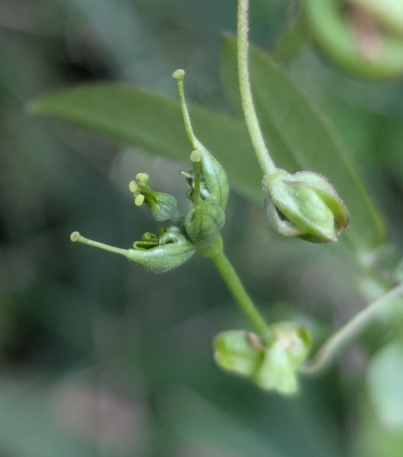 Passiflora suberosa