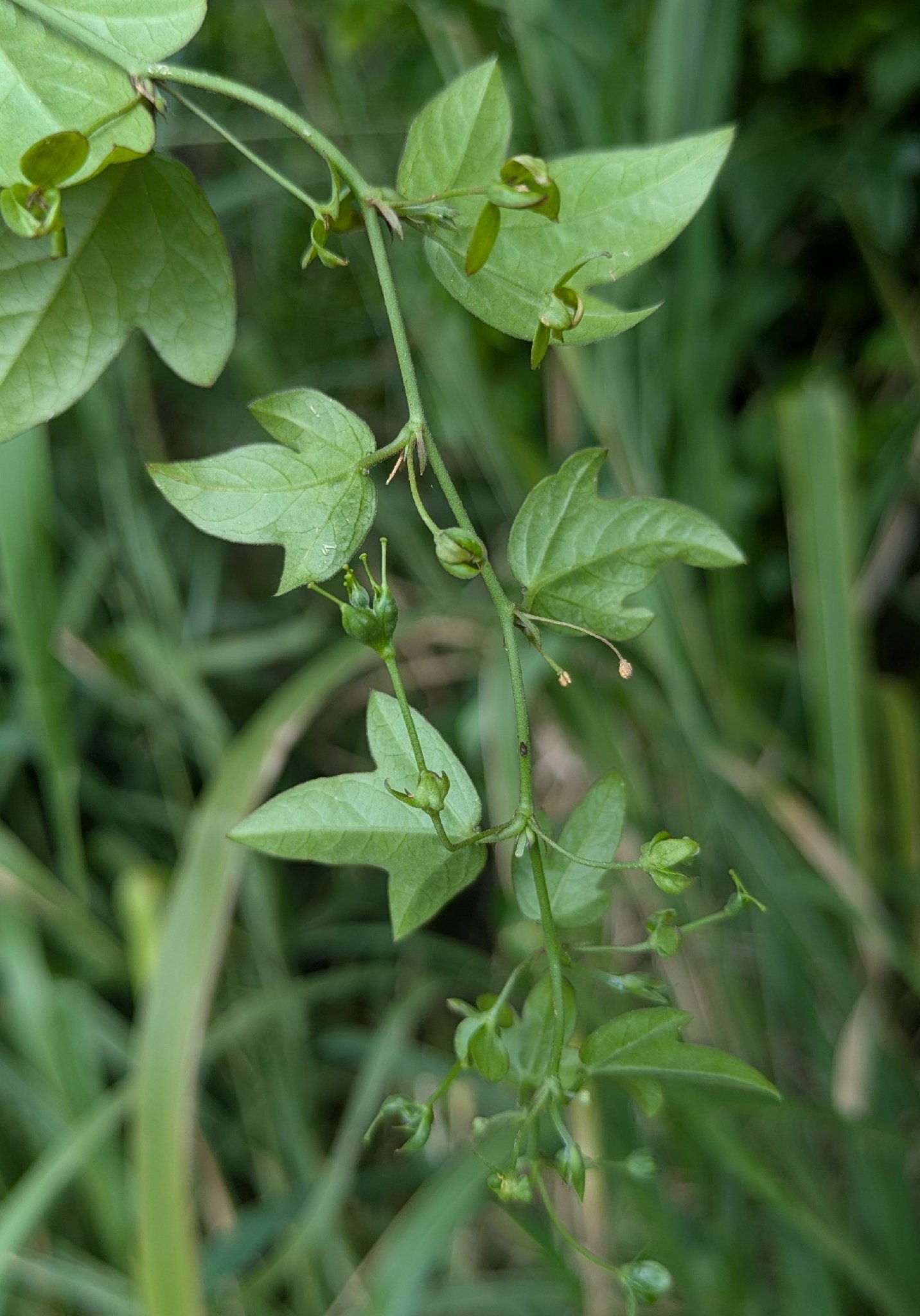 Passiflora suberosa