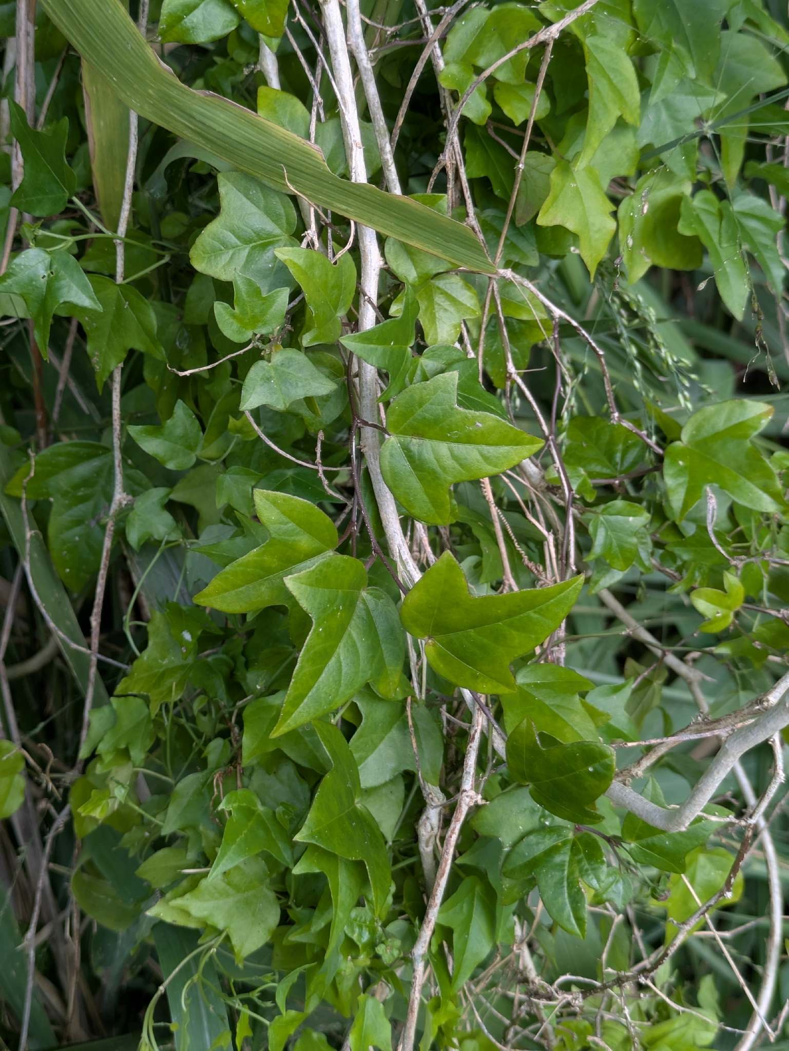 Passiflora suberosa