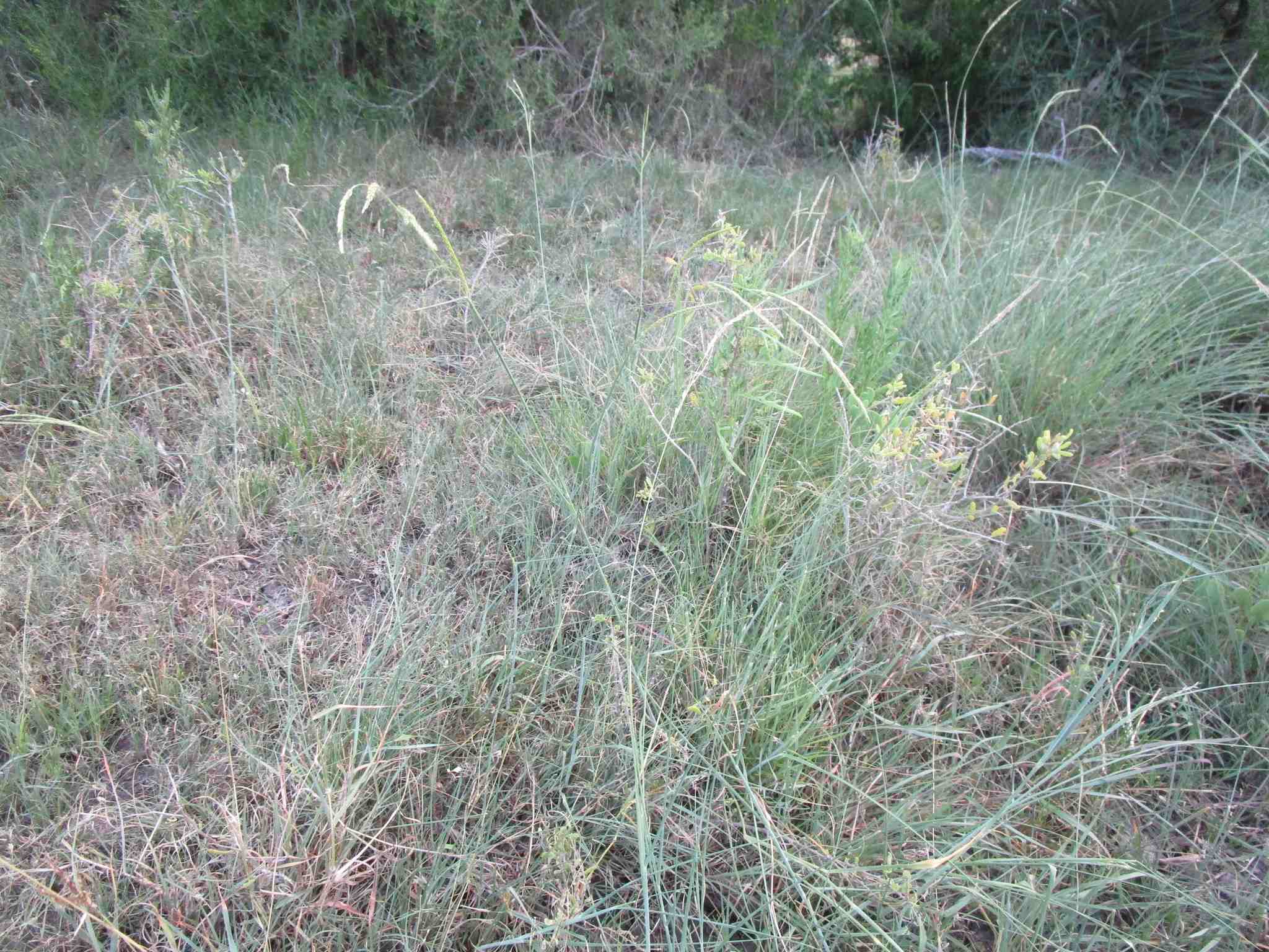 Eriochloa polystachya