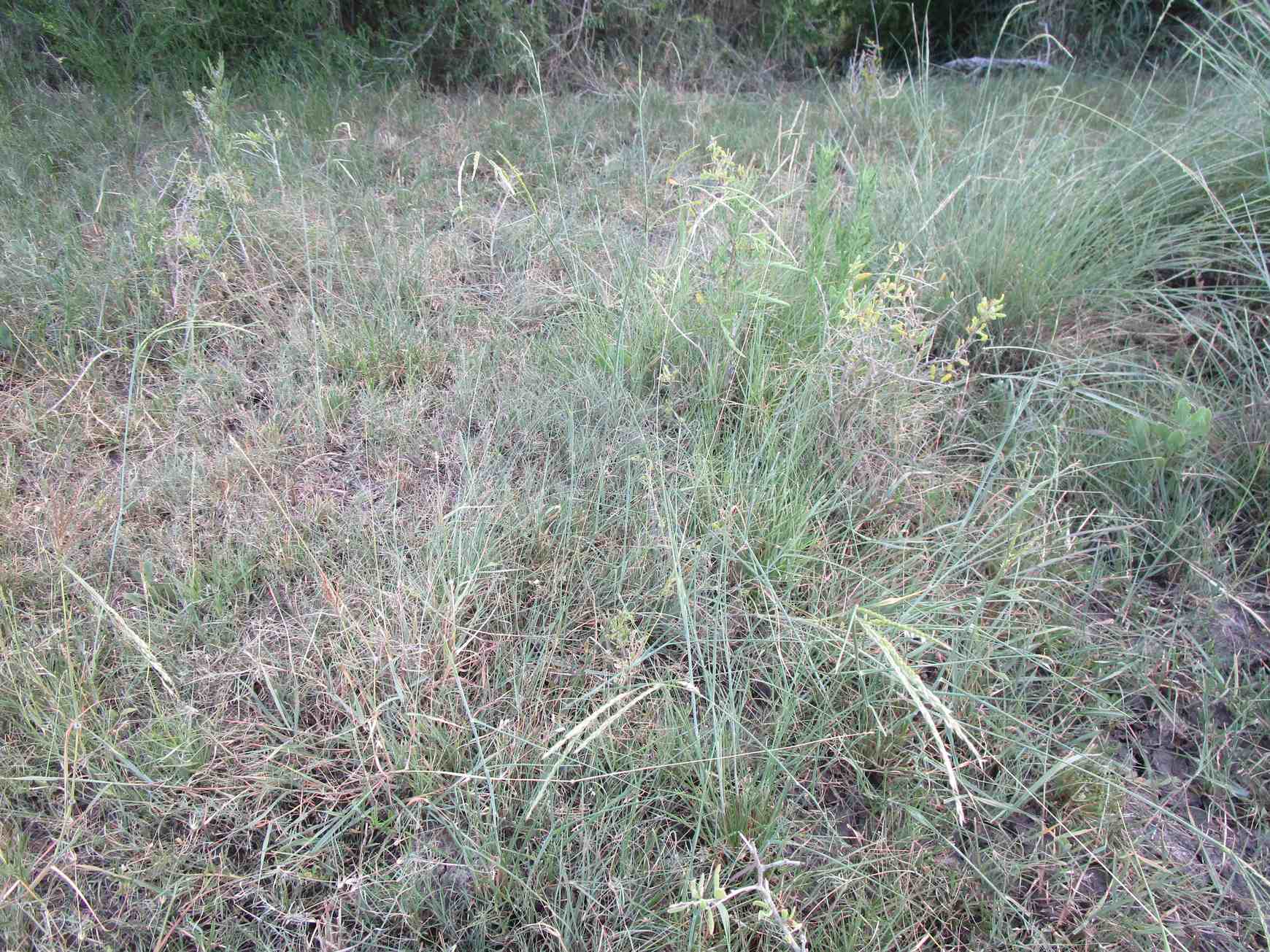 Eriochloa polystachya