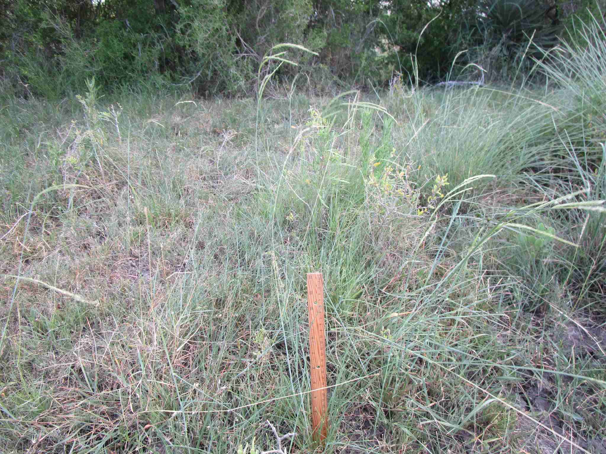 Eriochloa polystachya