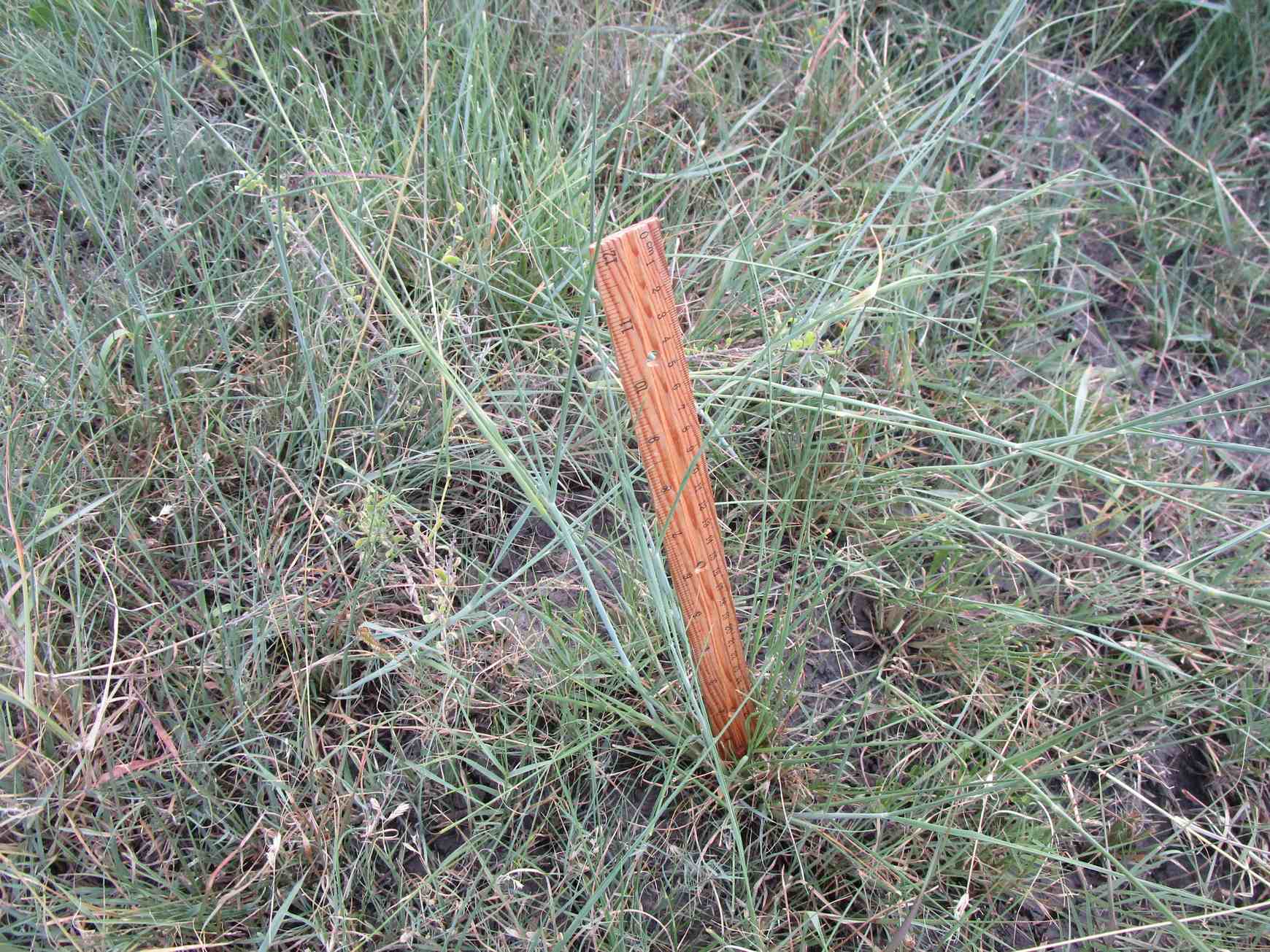 Eriochloa polystachya