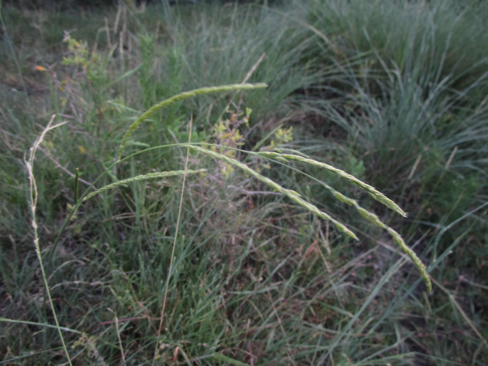 Eriochloa polystachya