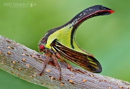 Umbonia