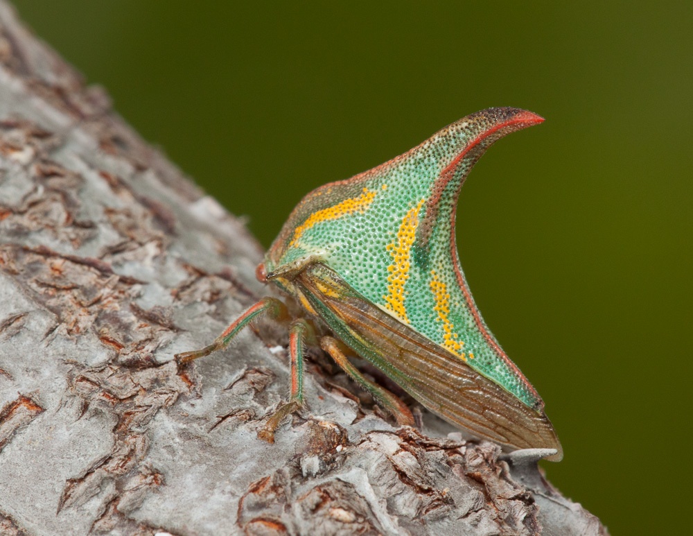 Umbonia