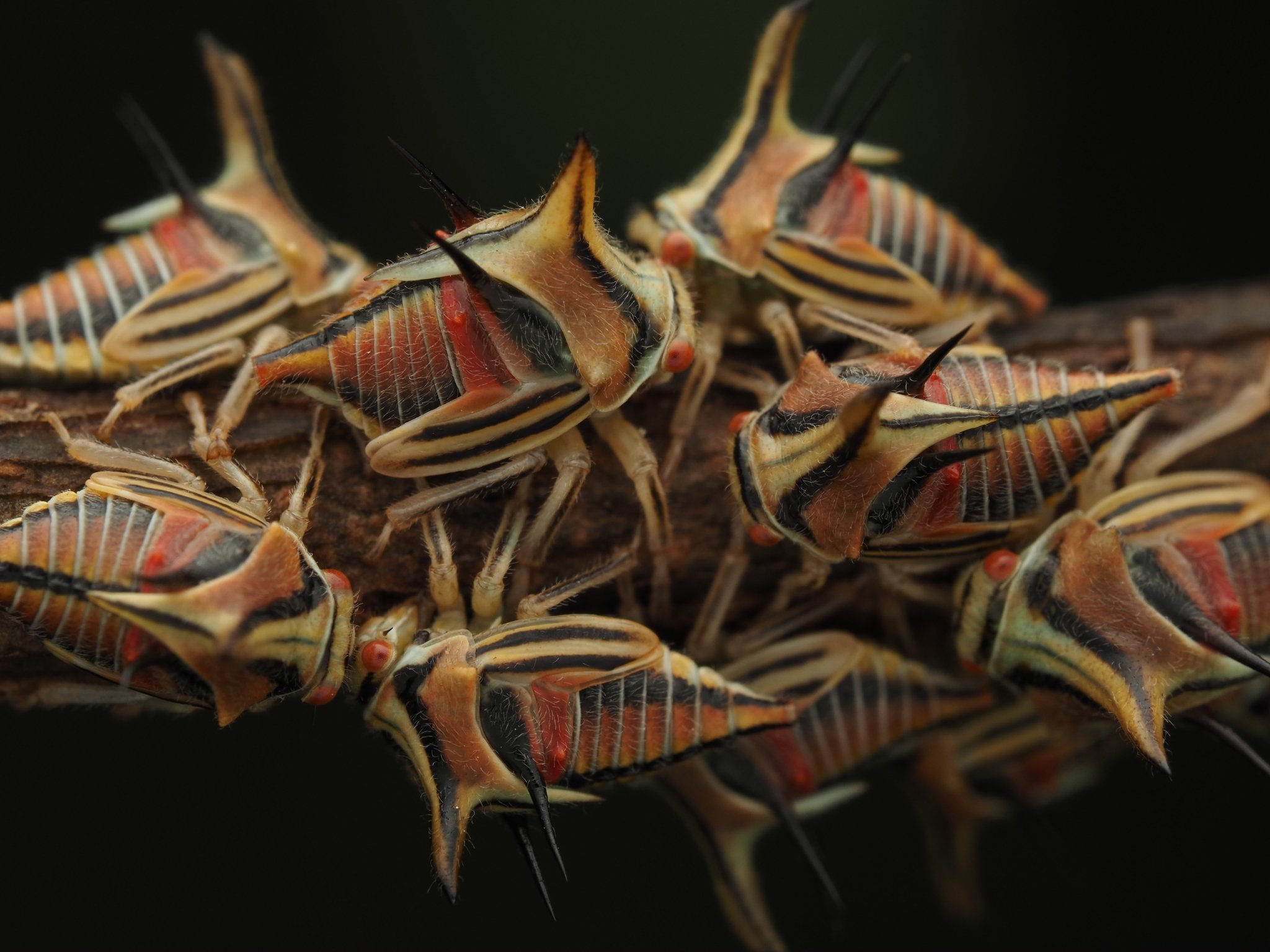 Umbonia