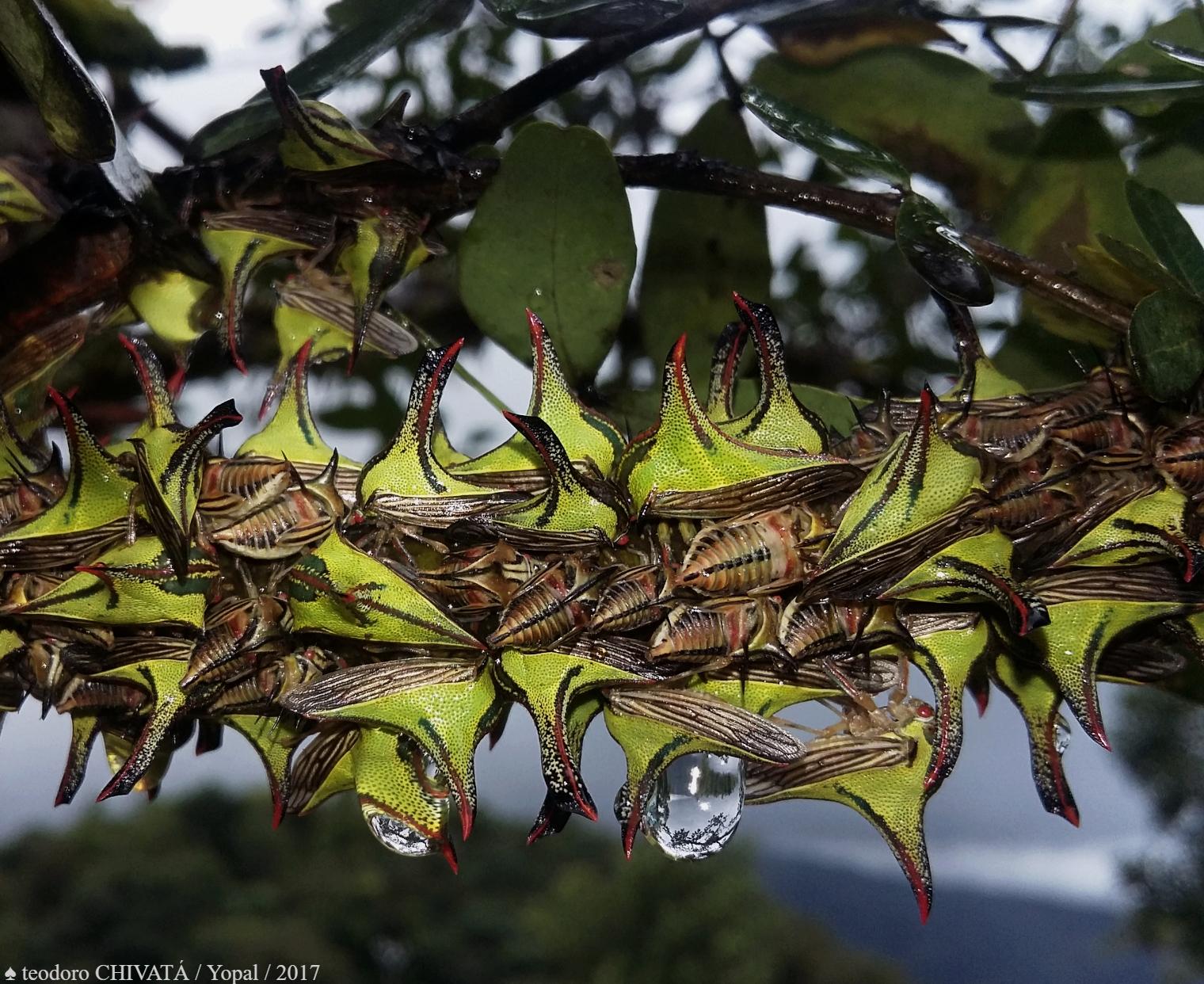 Umbonia