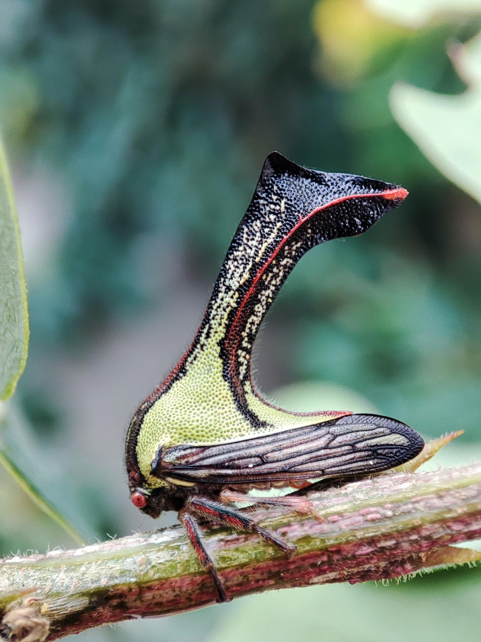 Umbonia