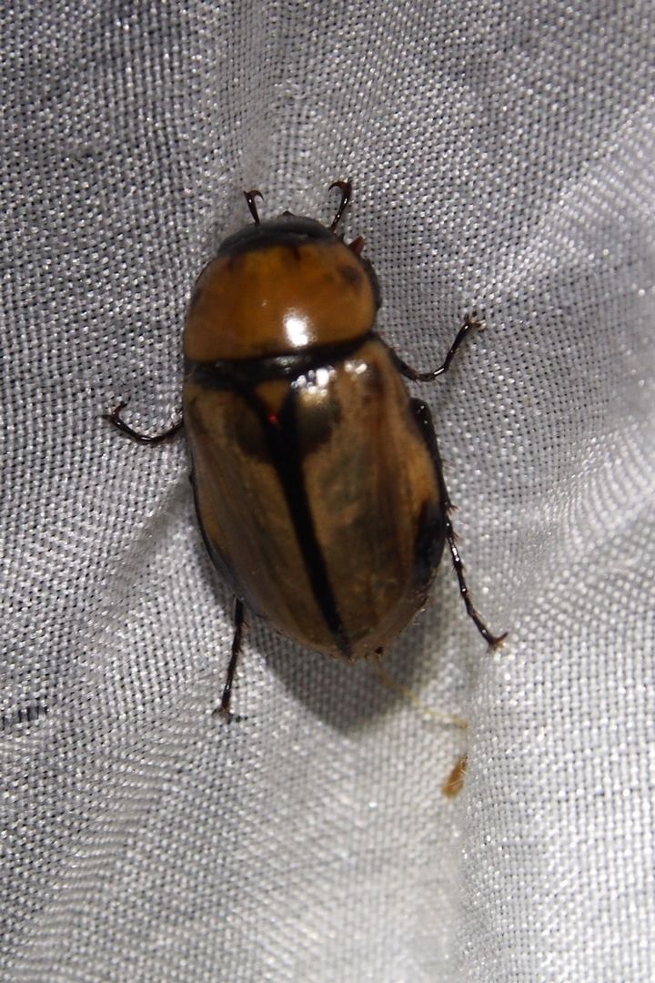 Mimeoma