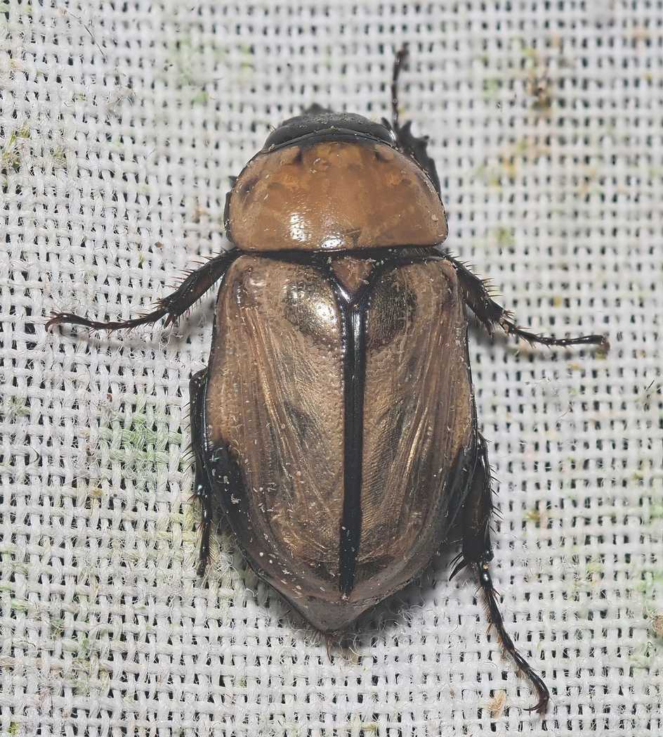 Mimeoma