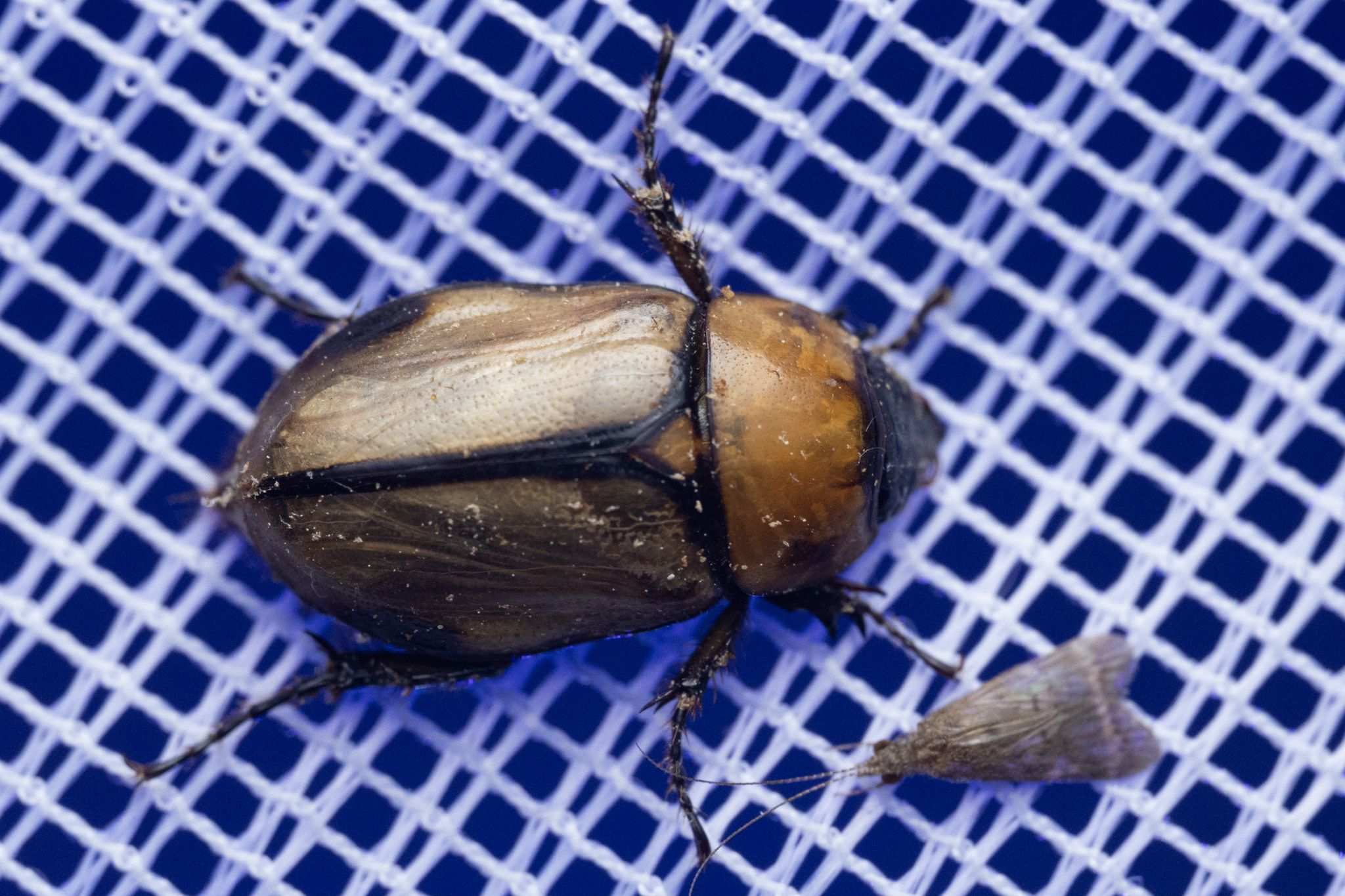 Mimeoma