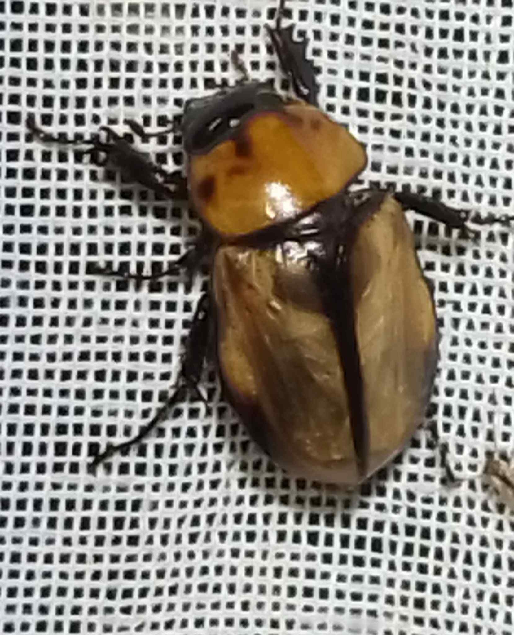 Mimeoma