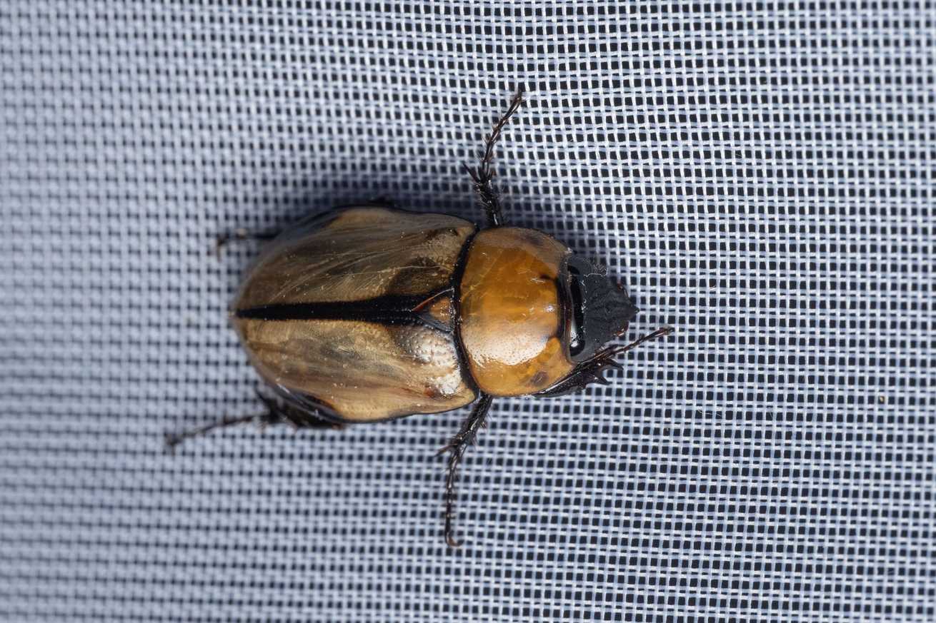 Mimeoma