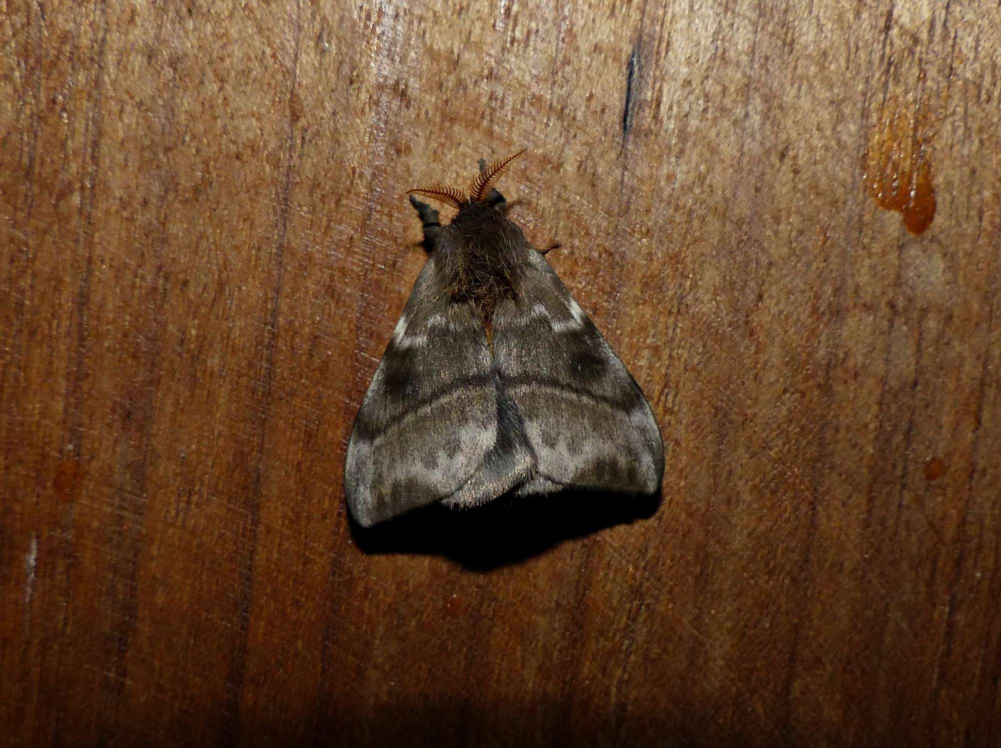 Hylesia nigricans