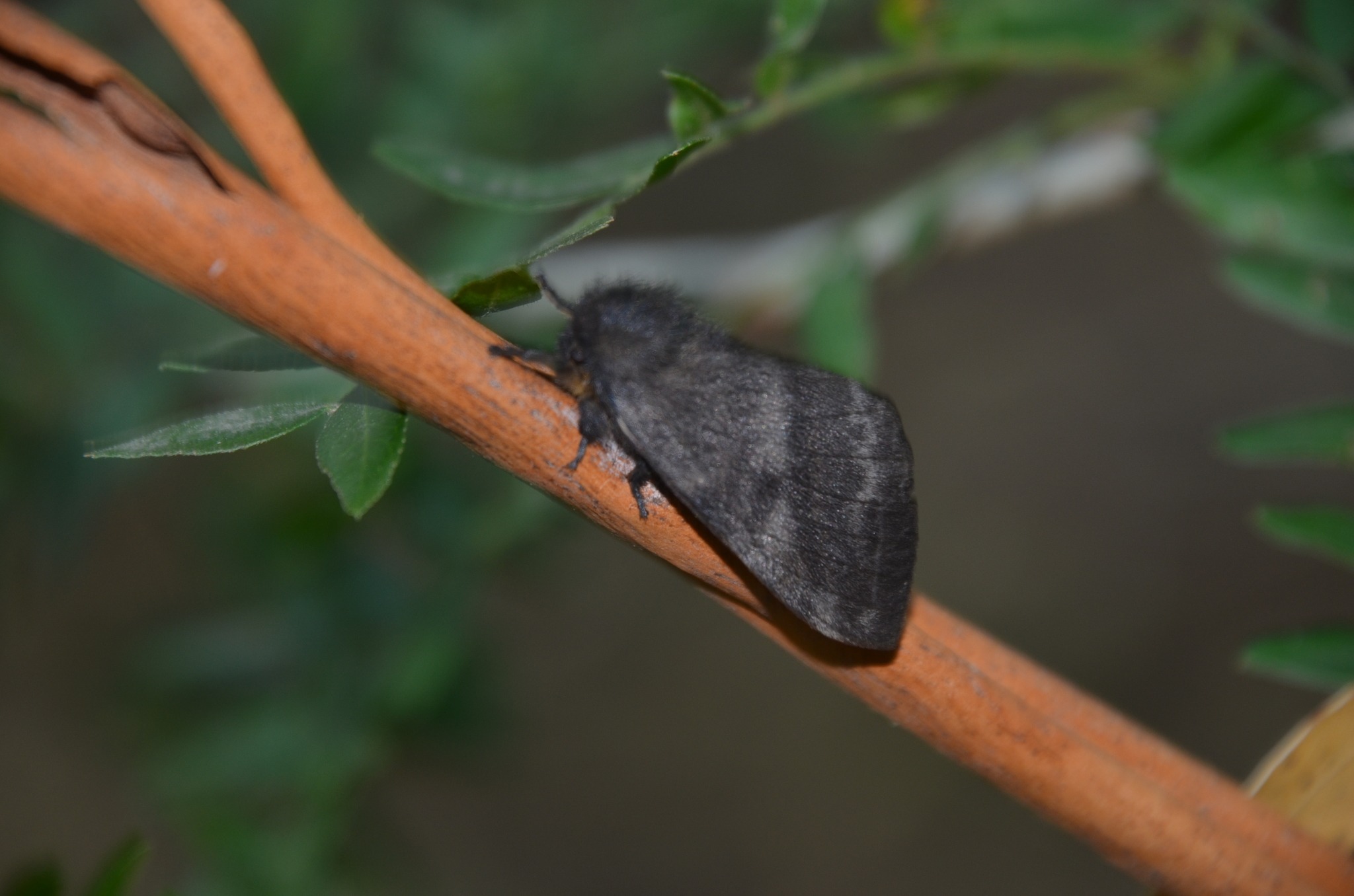 Hylesia nigricans