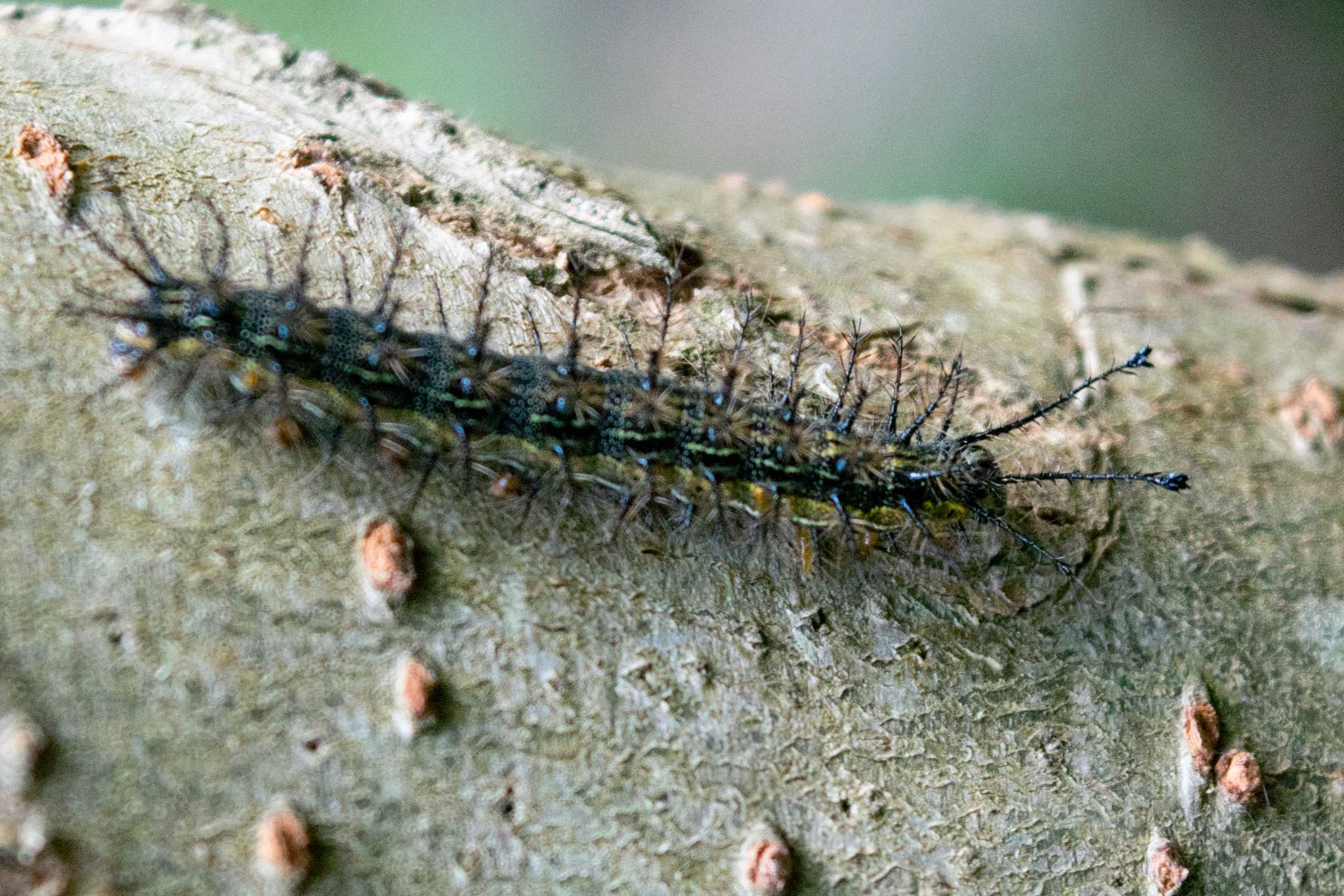Hylesia nigricans