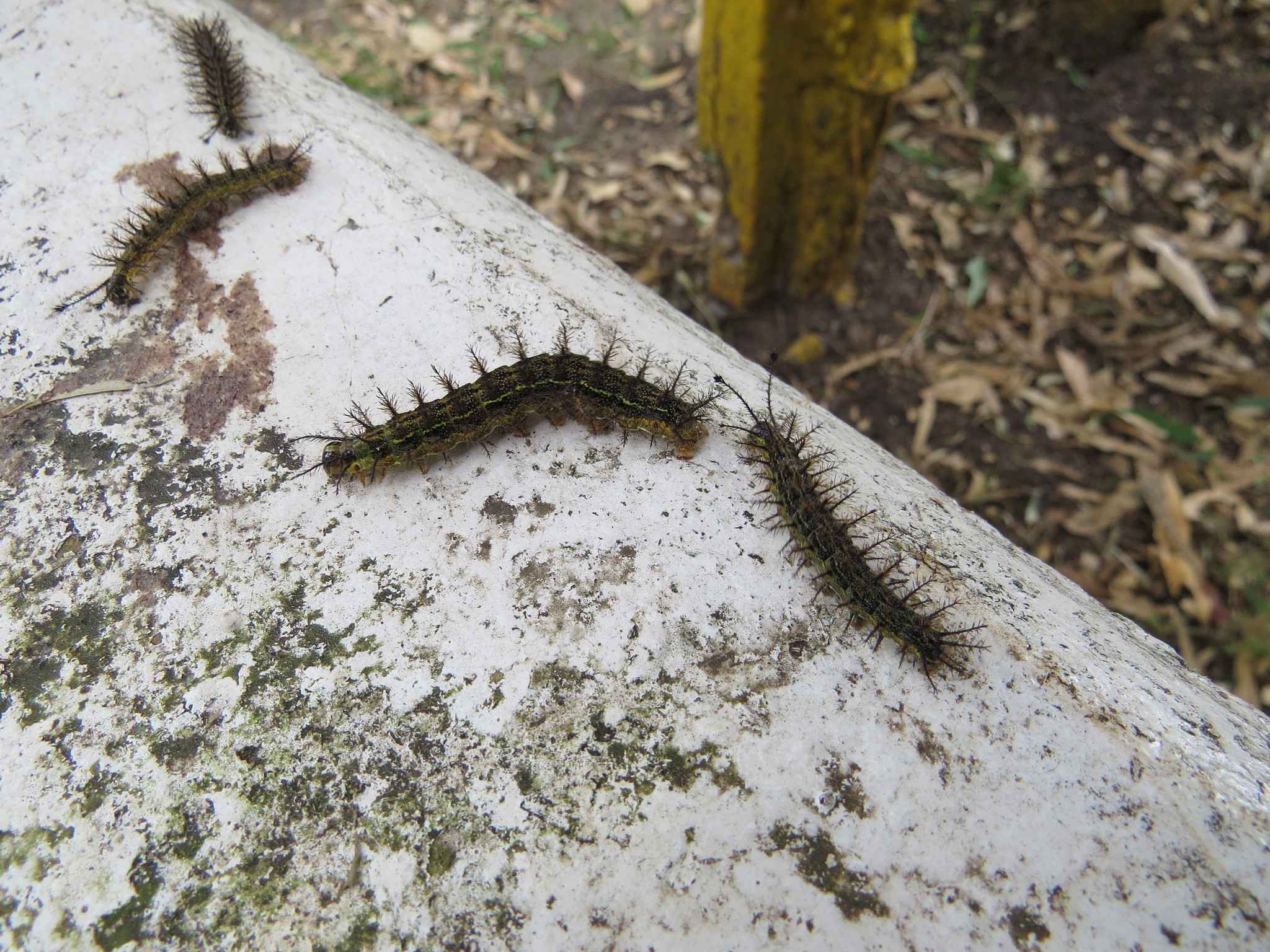 Hylesia nigricans
