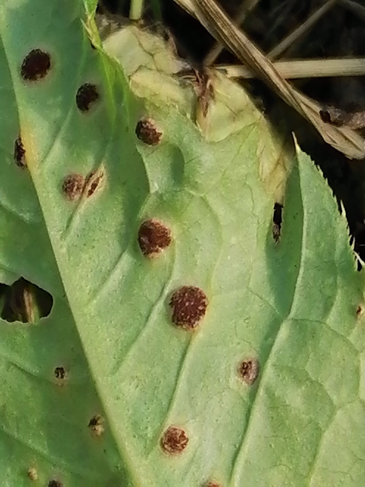 Puccinia cnici-oleracei