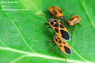 Tropidothorax cruciger