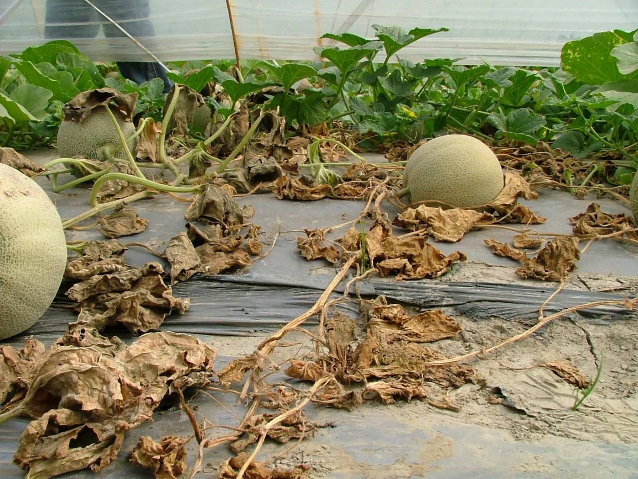Monosporascus cannonballus