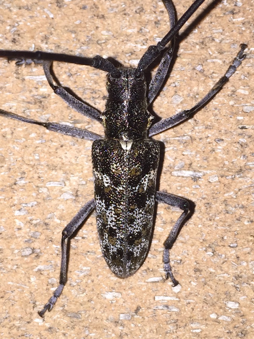 Monochamus clamator