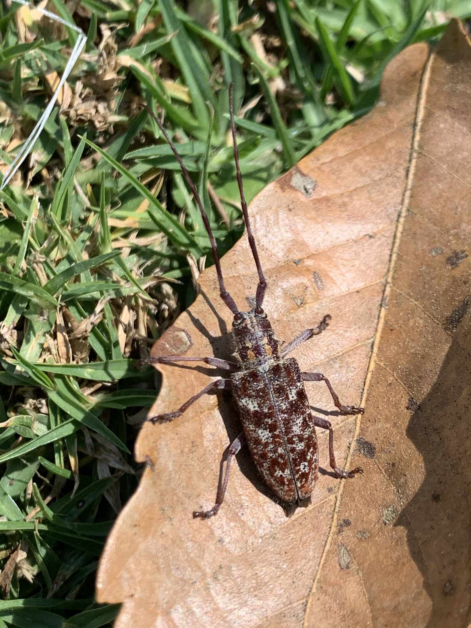 Monochamus clamator