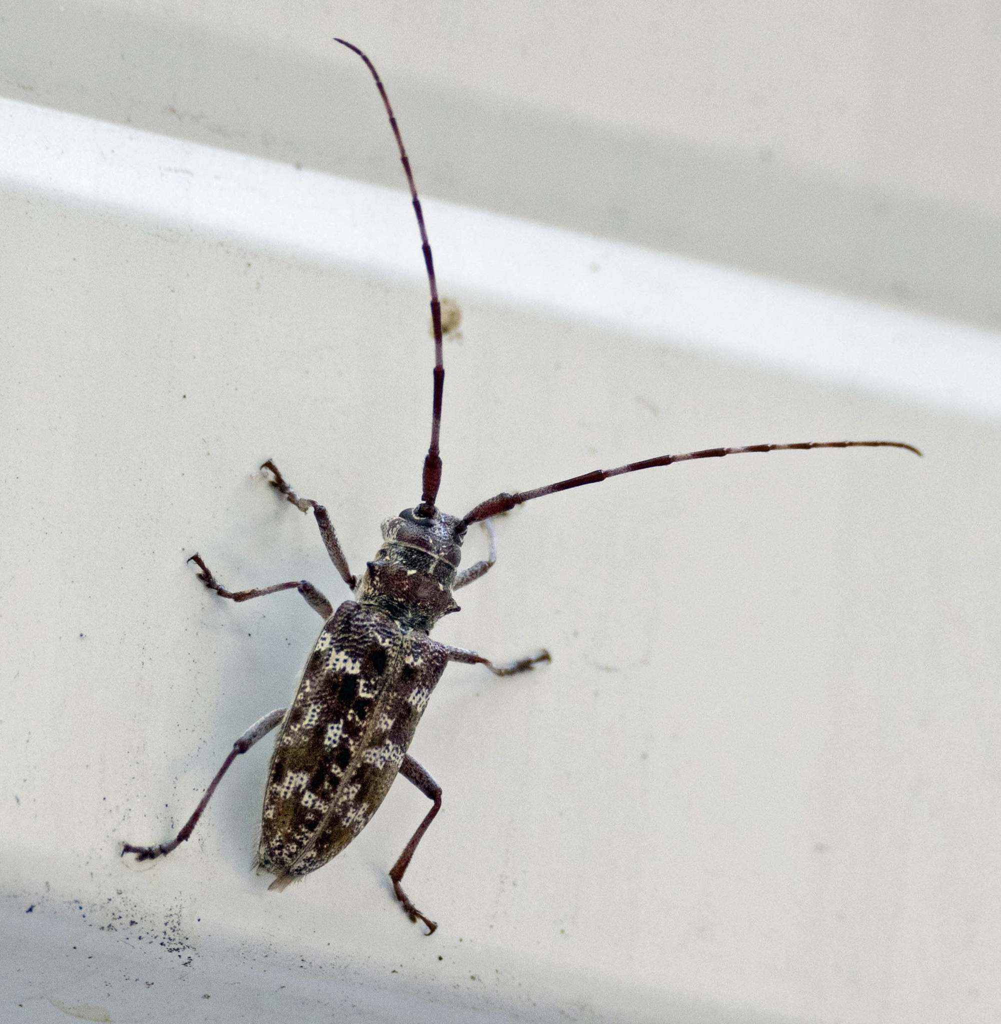 Monochamus clamator