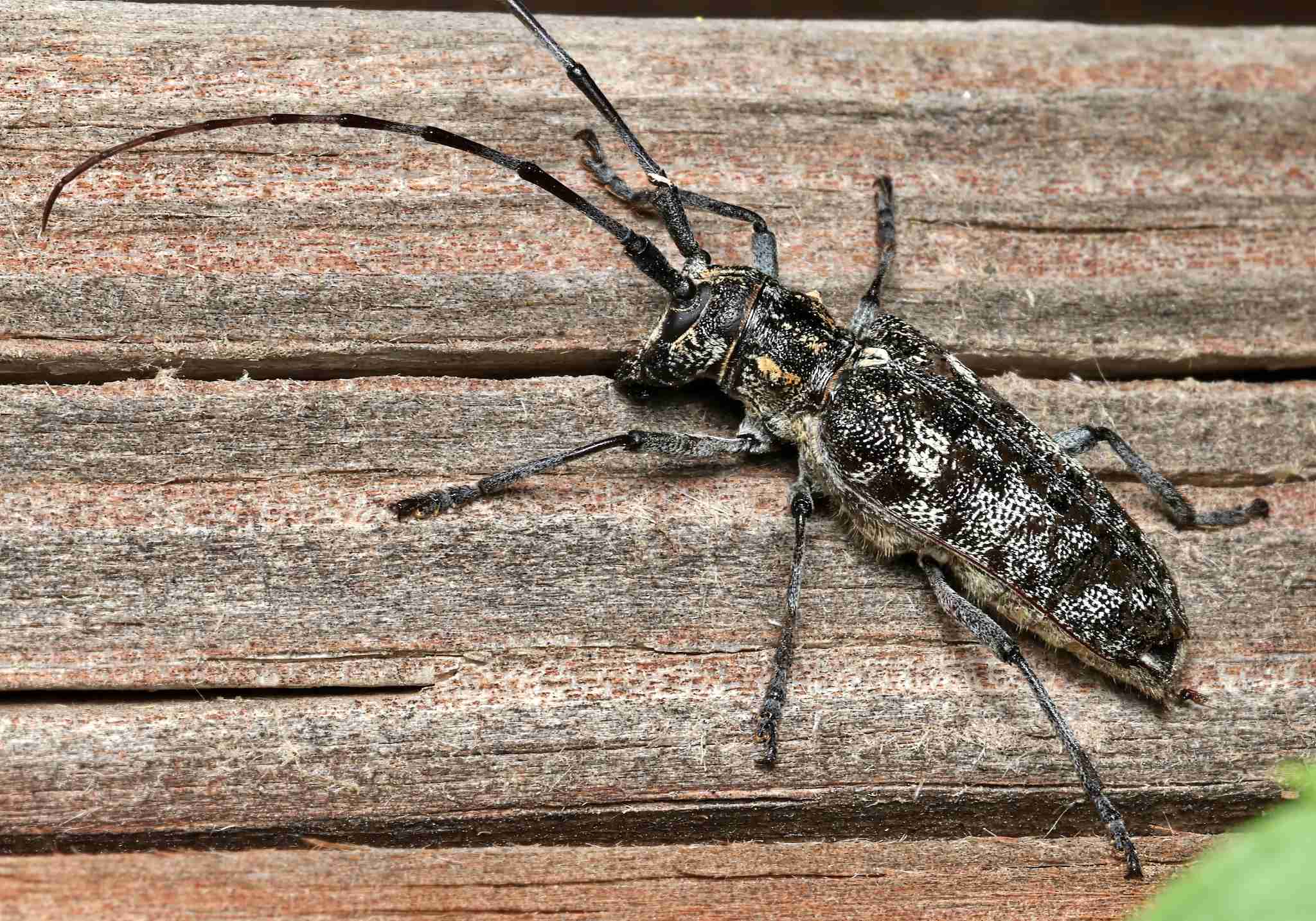 Monochamus clamator
