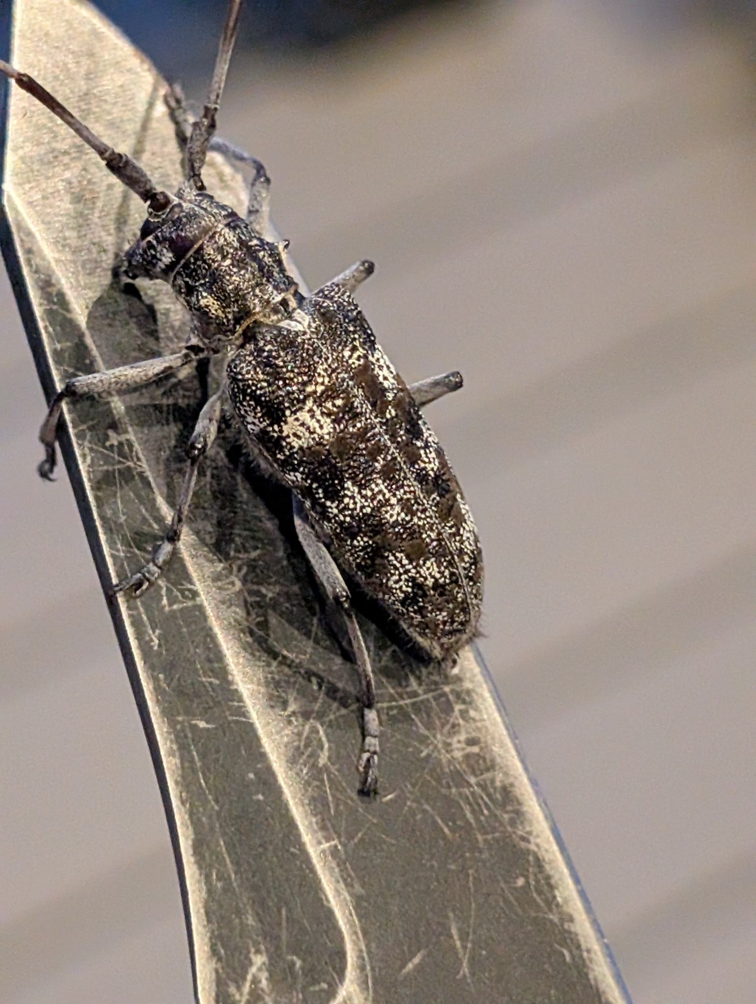Monochamus clamator