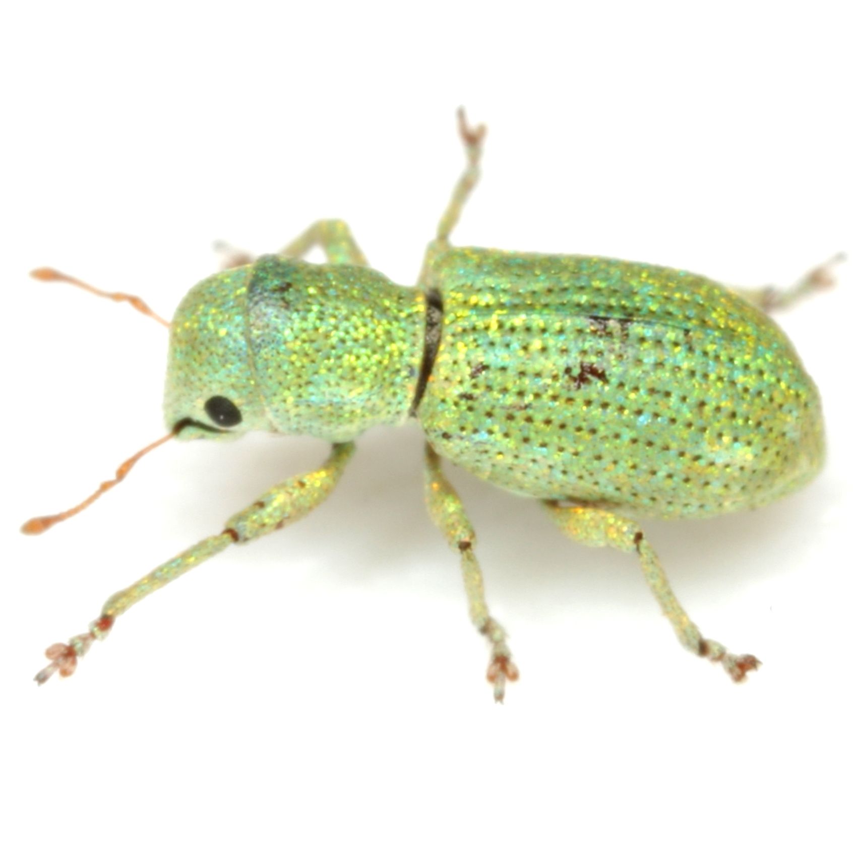 Pandeleteinus