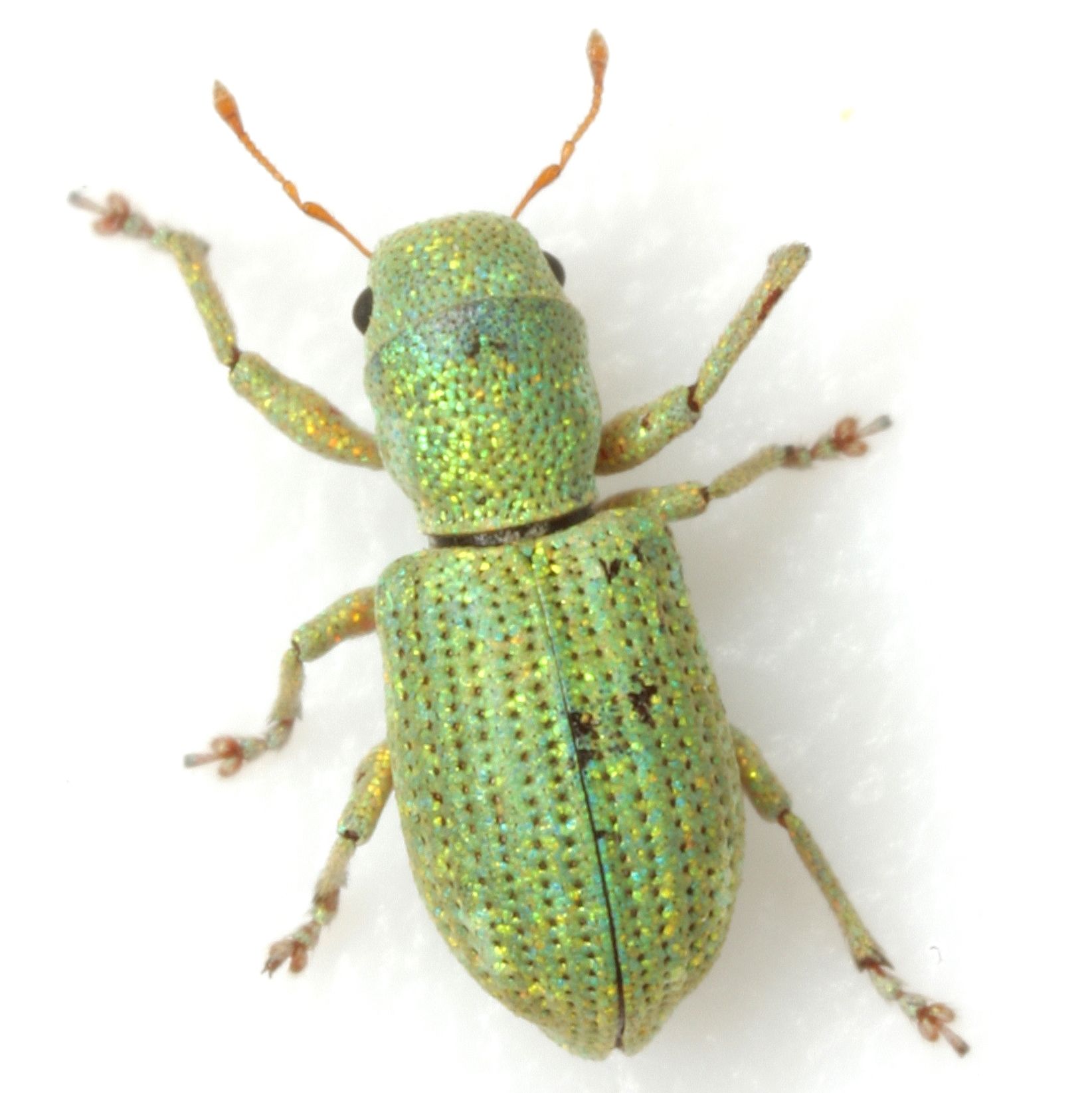 Pandeleteinus